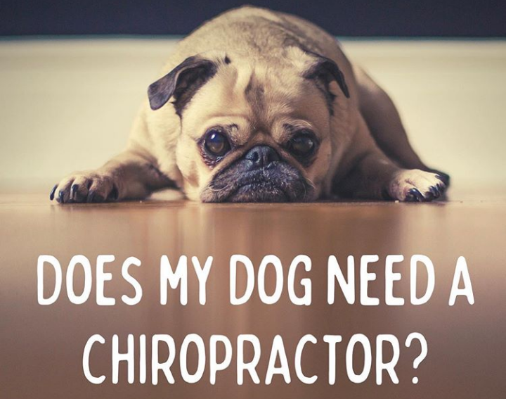 Animal Chiropractor | Dog Chiropractic Services in Hamilton, Toronto, Mississauga, Ancaster